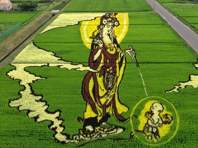 La culture du riz devient art ... 
