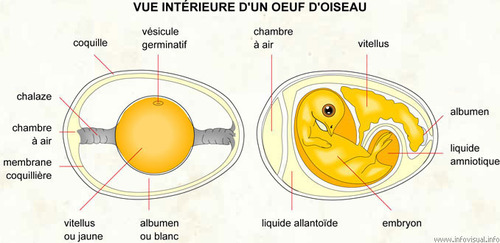 anatomie interne de l'œuf et de l'oiseau