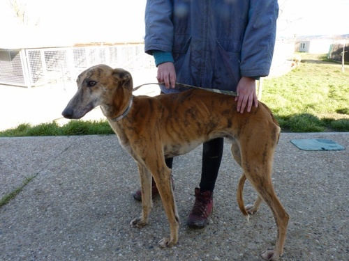 Nos galgos qui arrivent bientôt pour ADL en Mars