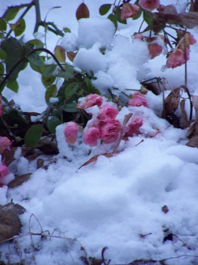 Blog de chipiron :Un chipiron dans les Landes, Fleurs sous la neige