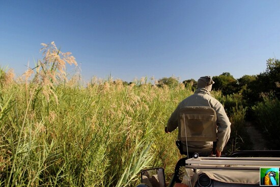 AFRIQUE  DU  SUD : Juin 2018: safari du matin suite : 2/2