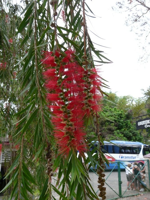 de belles fleurs tropicales