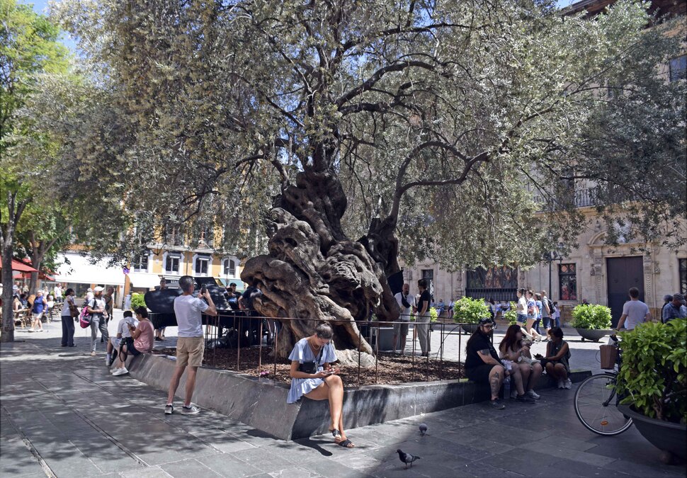 Palma - Place de Cort et son olivier vieux de 600 ans