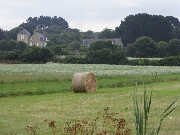 Les foins dans les marais salants