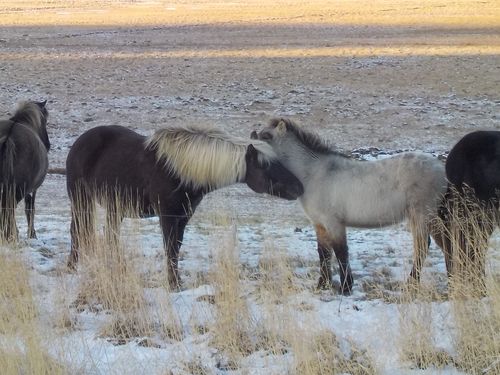 Les chevaux d'Islande. (5)