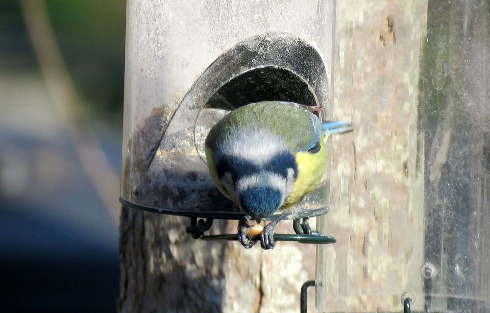 les oiseaux du jardin 