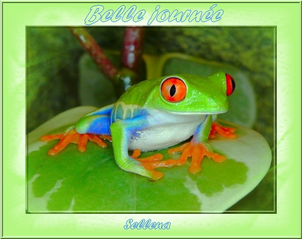 Animations flash  *grenouille*