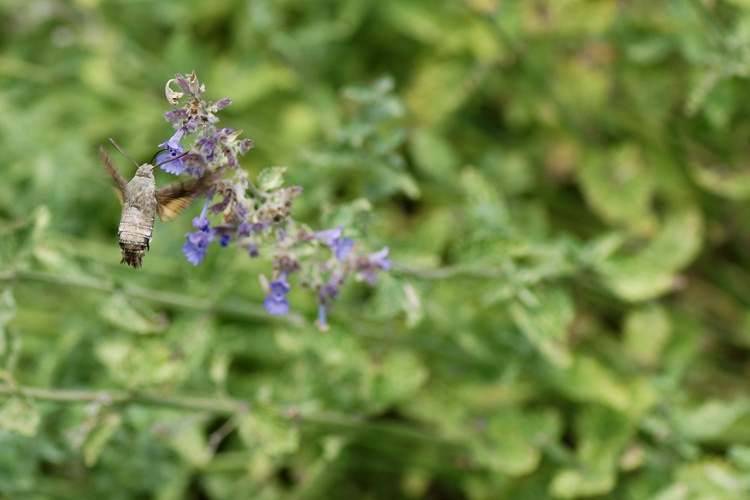 Papillons