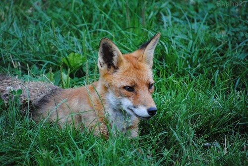 (14) Le renard roux.