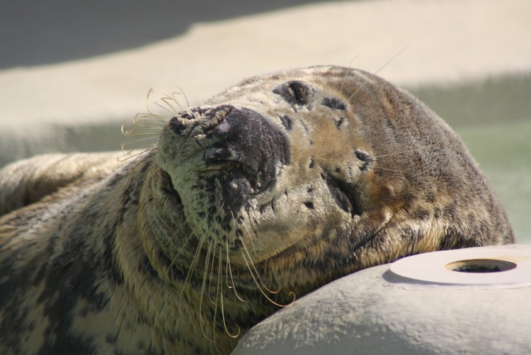 LES ANIMAUX MARINS LE MONDE DU SILENCE  !!!