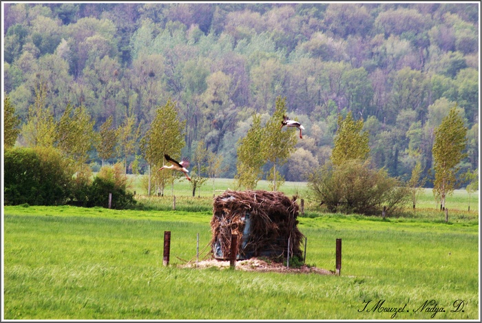 Groupe de cigogne en Ardennes