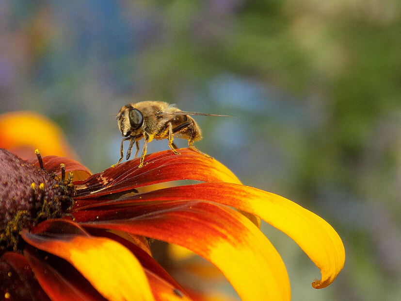 Les minuscules au jardin