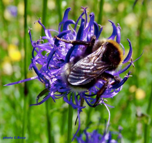 fleur et insecte - photo C.Roca