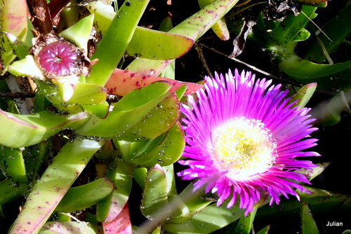 Griffes de sorcière : fleur mauve !