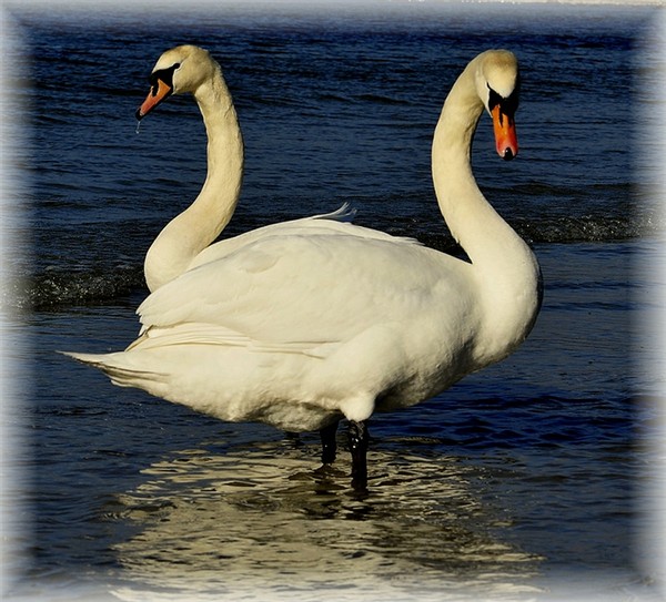 LES CYGNES MAJESTUEUX !!!