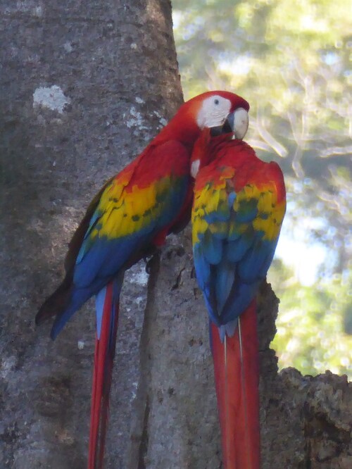 Costa Rica les oiseaux