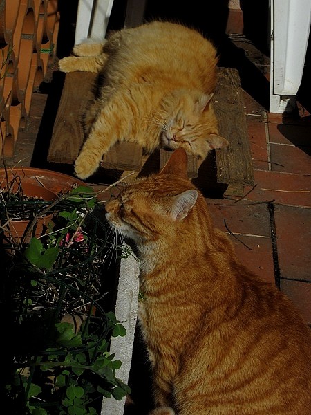 rencontre deux chats adultes
