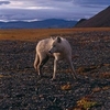 loup arctique (53).jpg