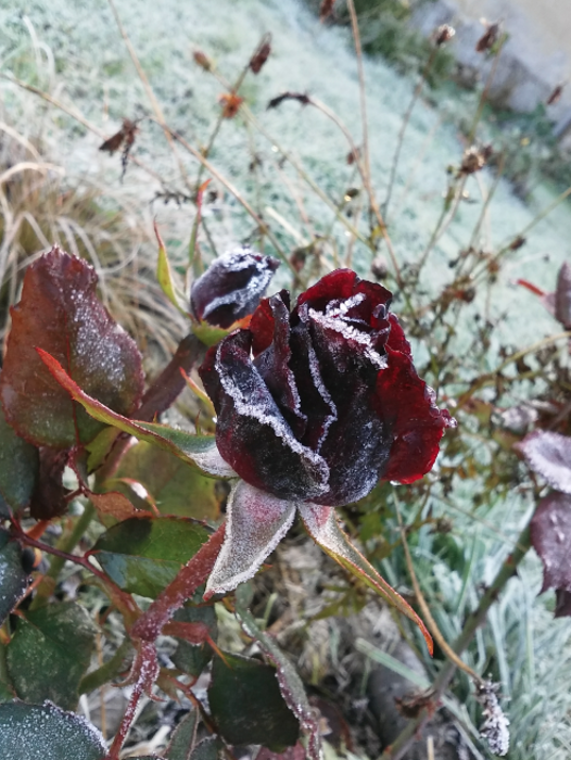 Rose de décembre/December rose