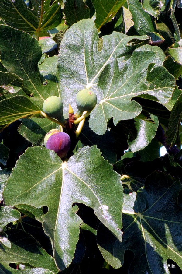 J04---Figues-vertes-et-mures.JPG