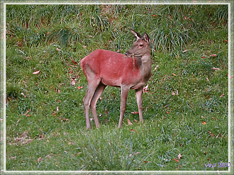 Beau brame du cerf (Nice belling of the deer) à Lartigau - Milhas - Haute-Garonne