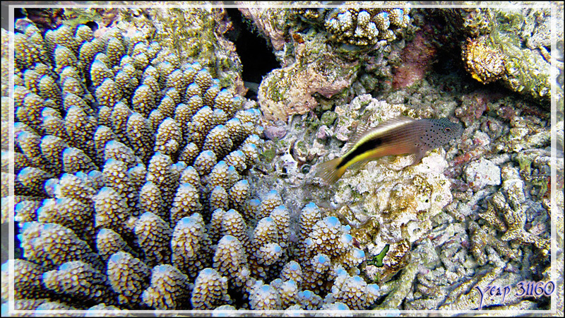 Poisson-faucon de Forster ou à taches de rousseur ou Épervier à bande noire, Forster's or Freckled hawkfish (Paracirrhites forsteri) - Snorkeling à Thudufushi - Atoll d'Ari - Maldives