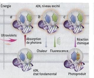 http://lancien.cowblog.fr/images/Sciences/-copie-4.jpg