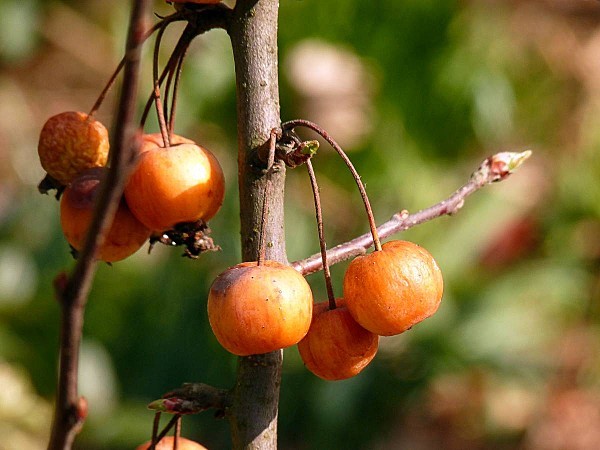 Pommes et bourgeons