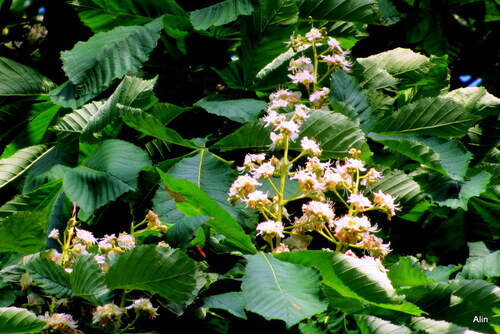 Jolies fleurs du marronnier 