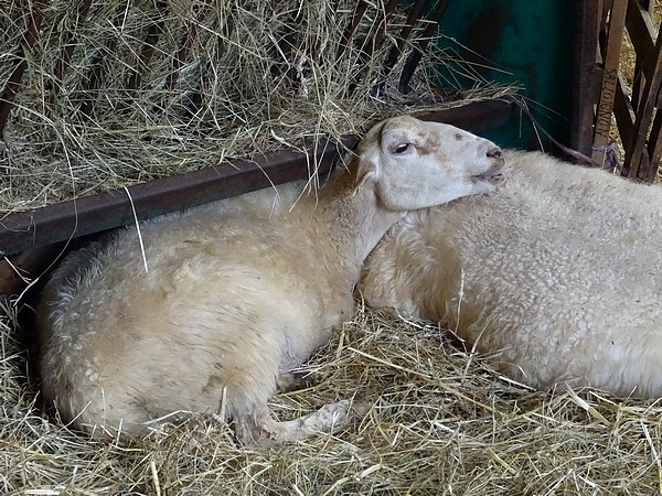 Les "Mardis Découvertes" de l'OTPC nous ont fait connaître l'élevage ovin de la ferme du Conclois