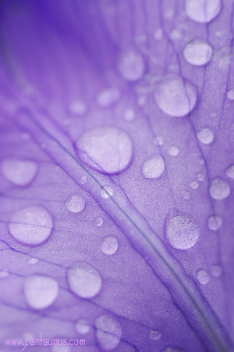 Gouttes d'eau sur iris