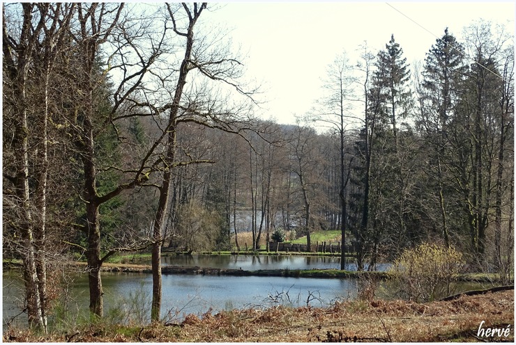 Les étangs de Chenebier