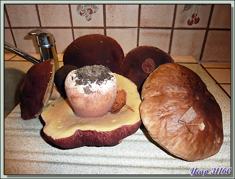 Pour vous faire baver : cueillette de cèpes têtes de nègre de hier - Milhas - 31  (Flore) 