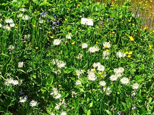 Jardin botanique du col du Lautaret ( suite 3)