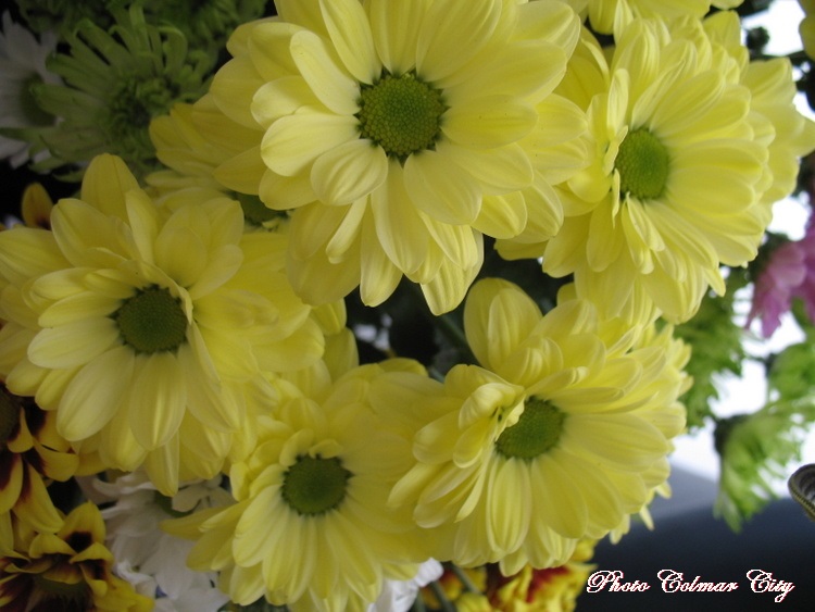 Des fleurs chez le coiffeur 35