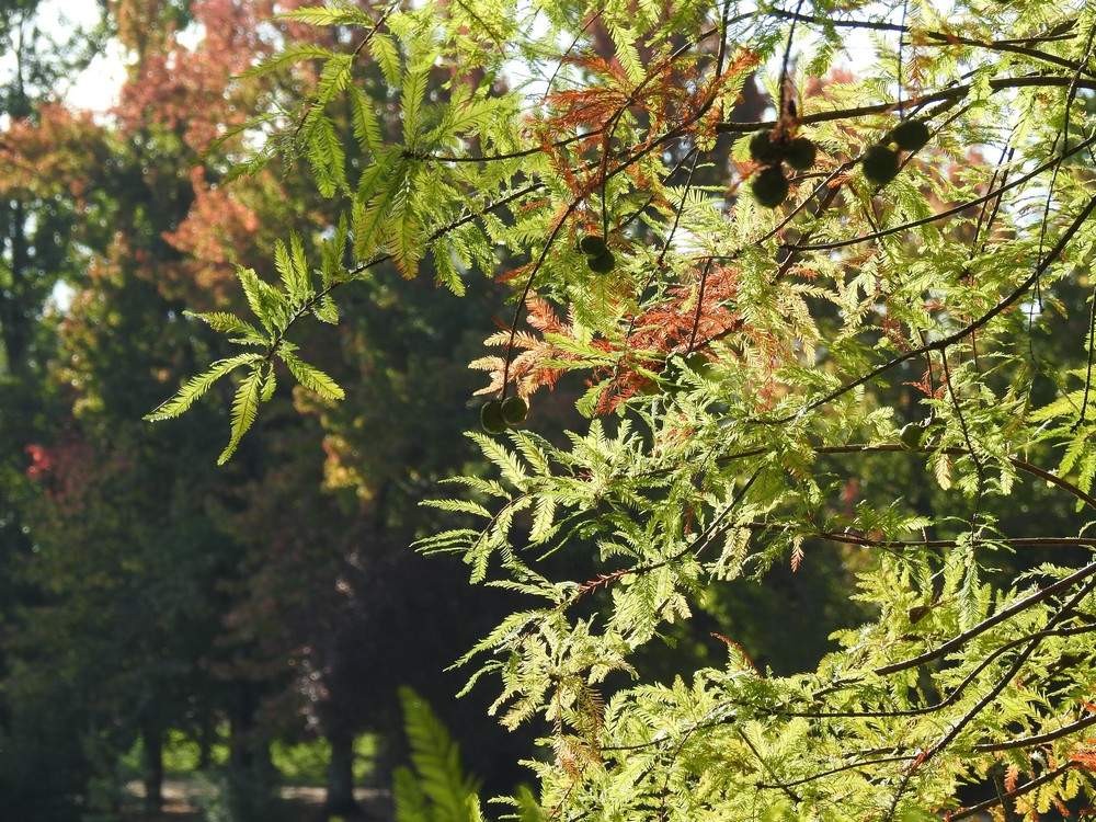 Les 8 cyprès chauves du Parc de Bourran à Mérignac...