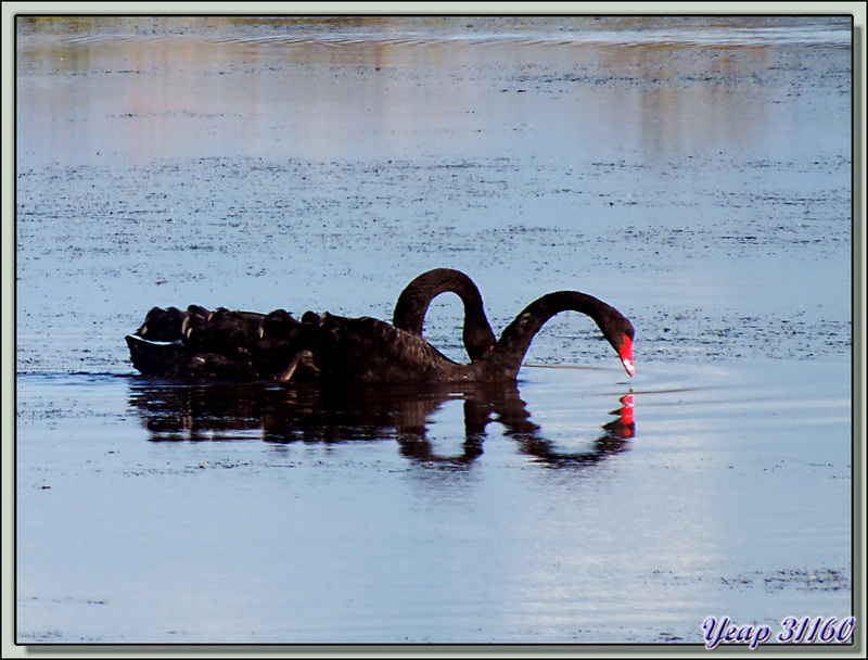 Cygne noir, Black swan (Cygnus atratus) - Ars-en-Ré - Ile de Ré - 17