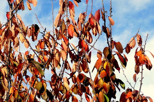 Feuilles sur les branches