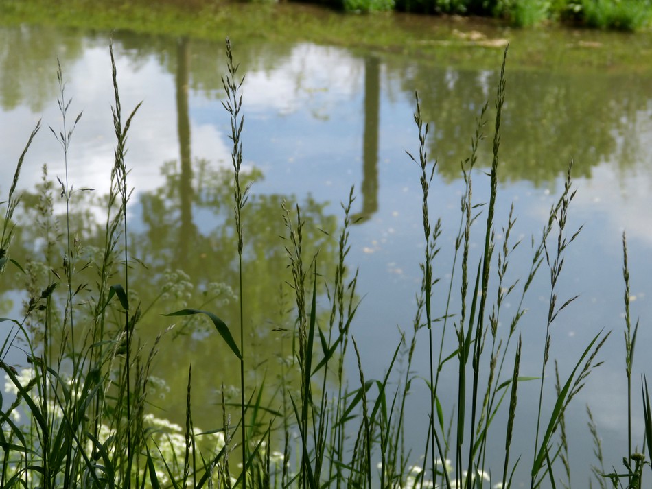 Plongeon dans le vert