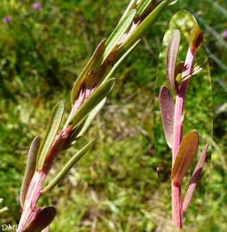 Lythrum hyssopifolia  -  salicaire à feuilles d'hysope