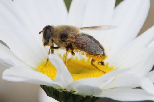 un ventre couvert de pollen