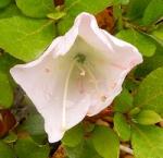 Identification par les fleurs !