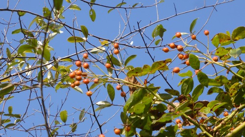 Quelques perles en automne