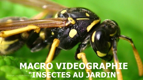 Macro vidéographie : Insectes au jardin