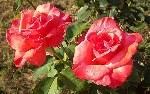 2-roses.jpg