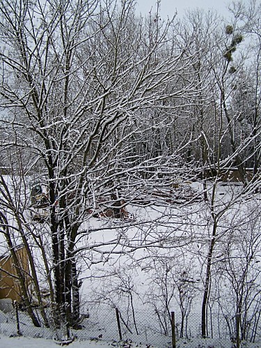 neige du 9 déc 2010 3