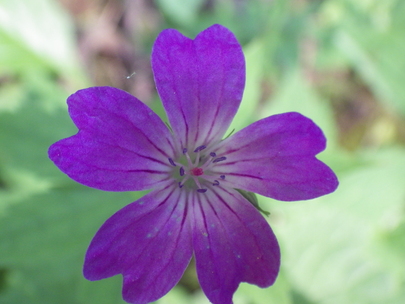 fleurs de montagne