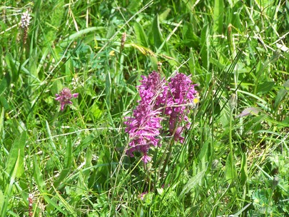 fleurs de montagne