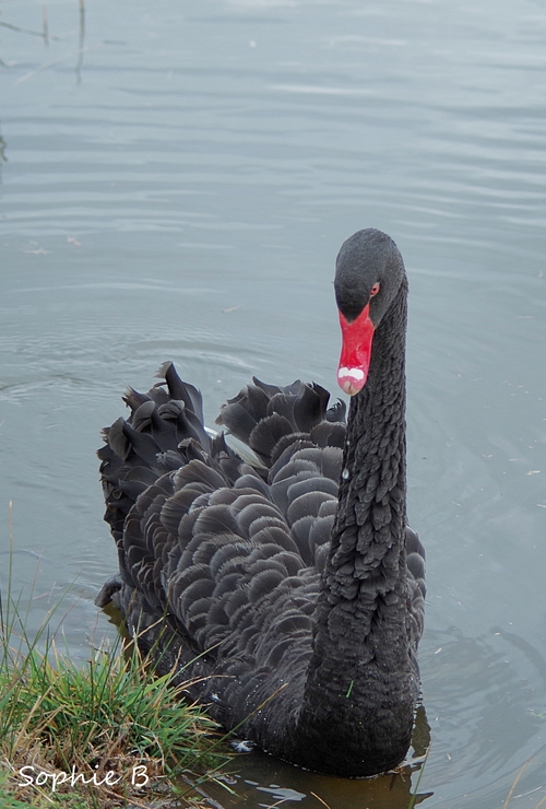 Cygnes noirs .