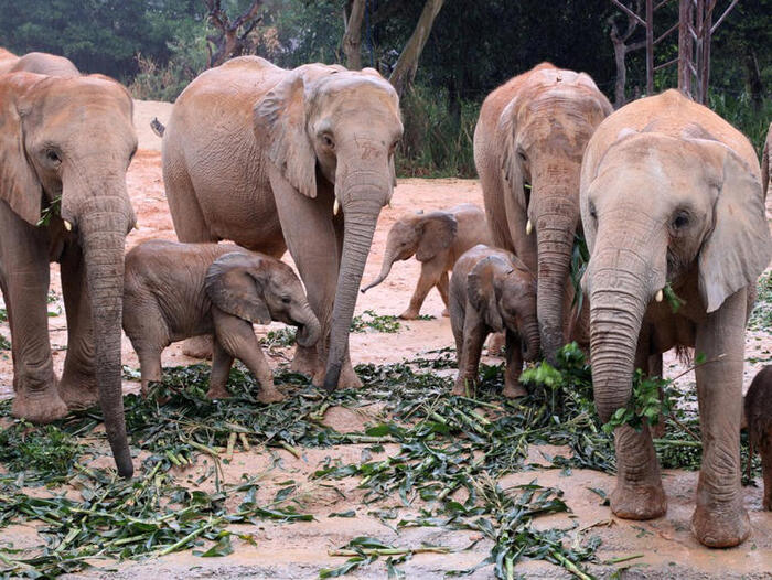 Chine : des éléphanteaux d'Afrique nés au Guangdong
